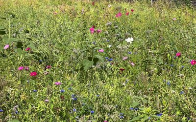 Flower and insect garden